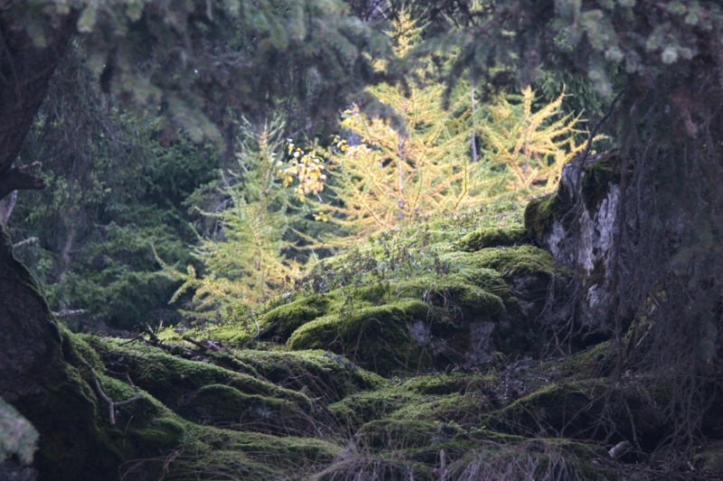 ferns, Montana-Crans Switzerland.jpg